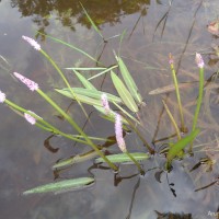 Aponogeton natans (L.) Engl. & K.Krause